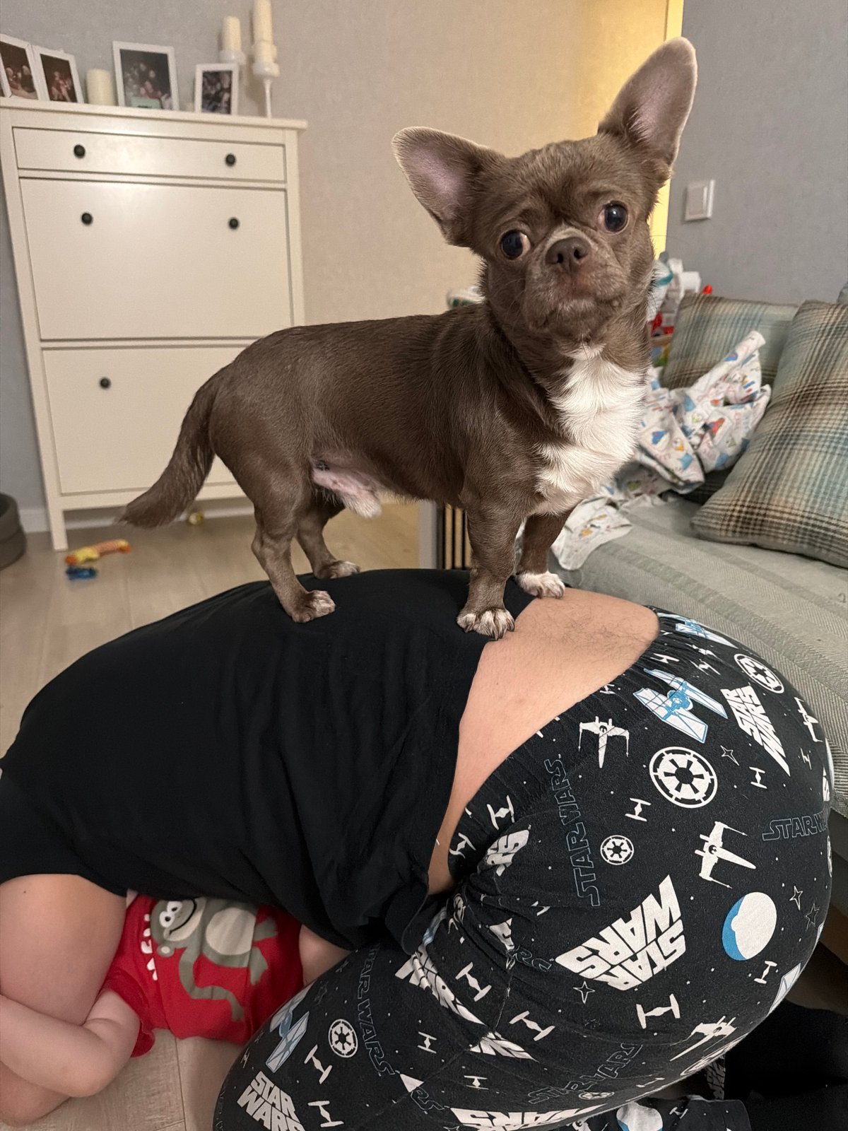 Family with chihuahua witnesses solar eclipse in Votkinsk