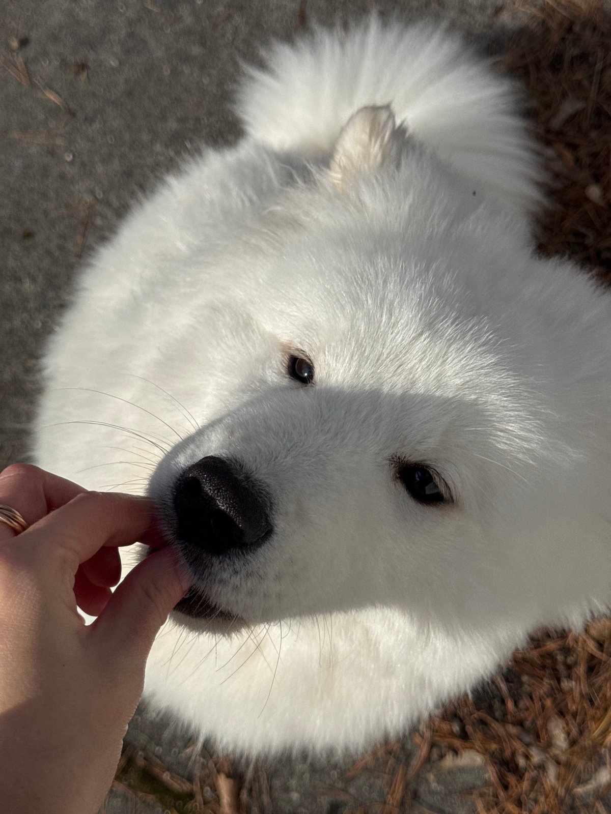 Person plays with white dog in Chaikovsky, Russia