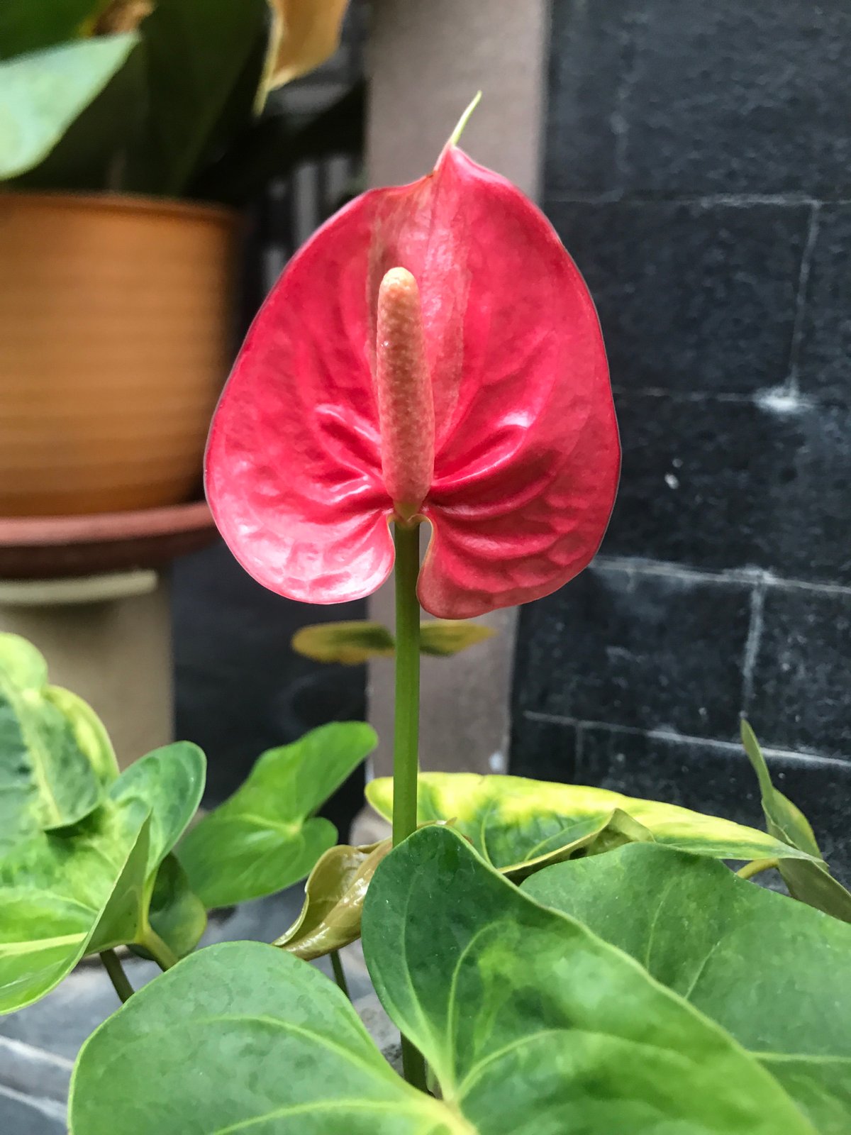 Lhokseumawe resident documents flowers, fruit trees, indoor lighting