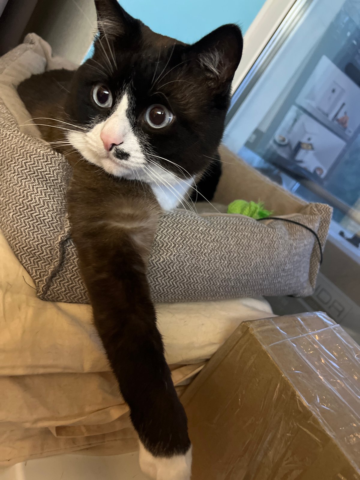 Blue-eyed tuxedo cat poses and lounges in a pet bed