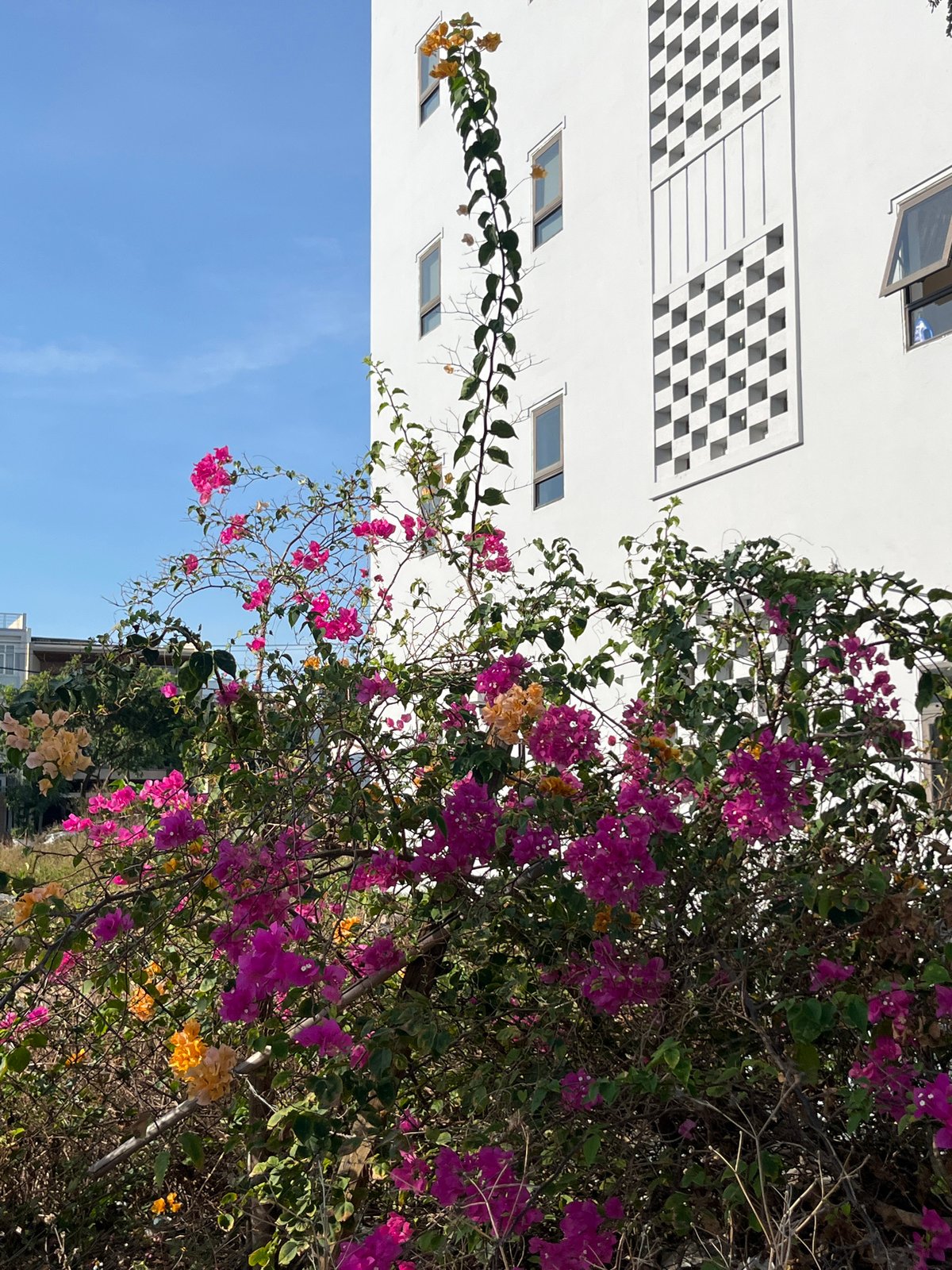 Bougainvillea and scooters outside a checkered building