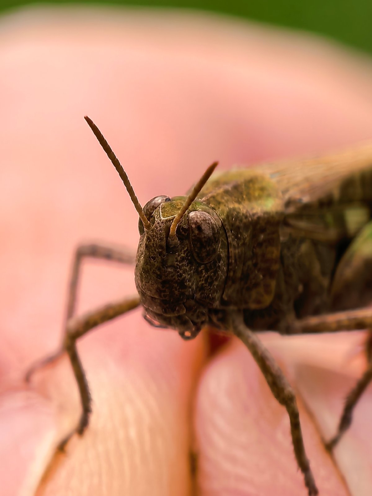 Grasshopper photographed perched on human fingers in macro shot