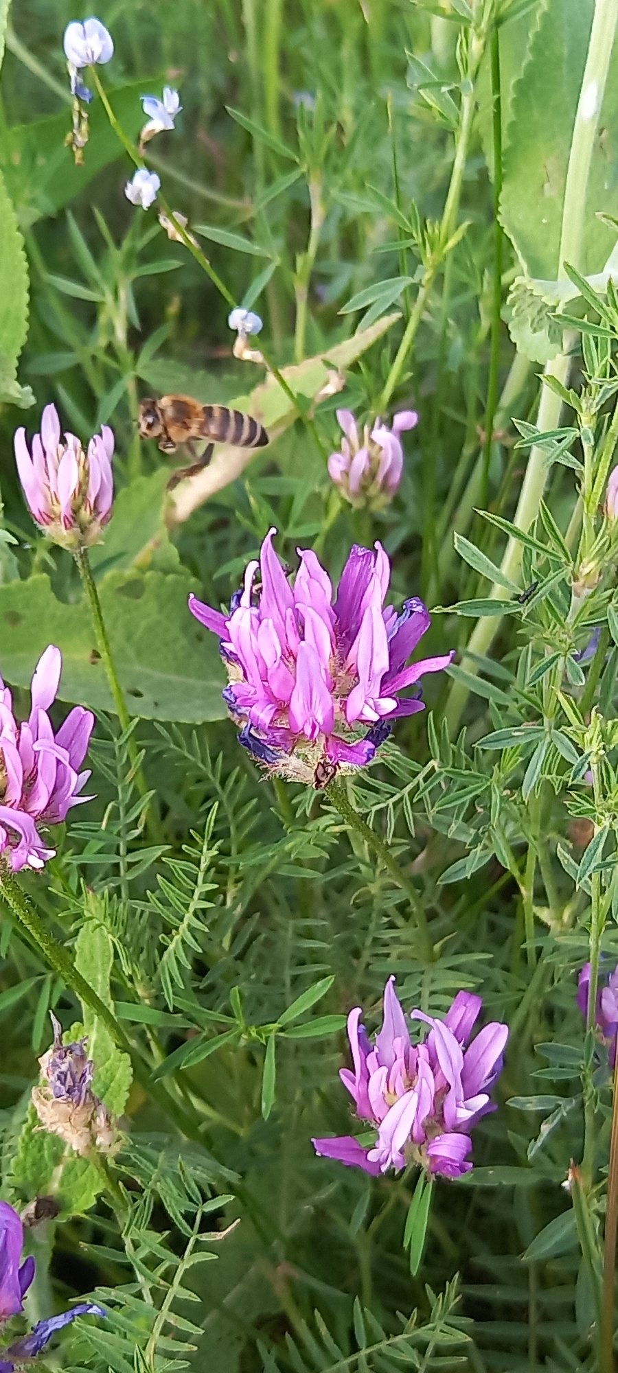 Backyard nature observations capture bees, cats, flowers over 30 minutes