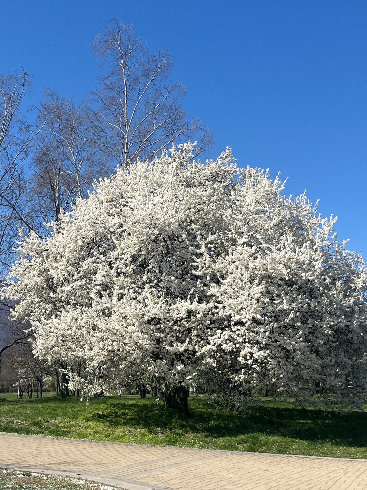 Spring blossoms and morning moments captured in Sofia