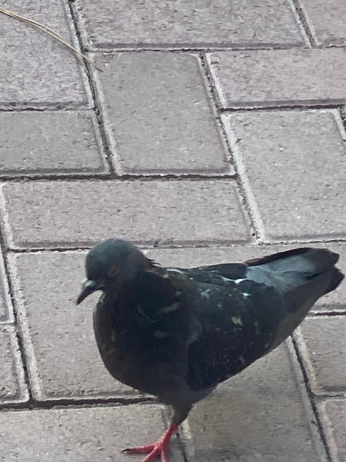 Afternoon in a Bishkek park: fountains, wildlife, and everyday scenes