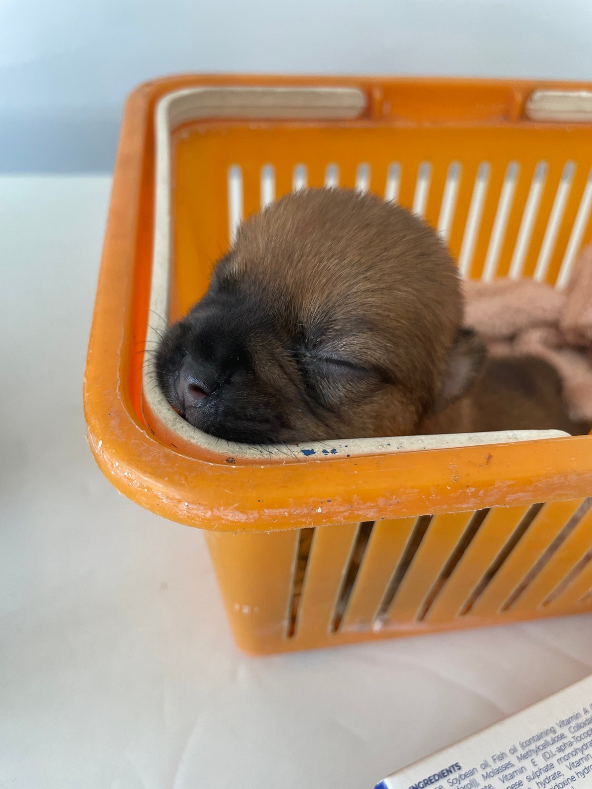 Animal shelter visit in Phu Thuy Ward