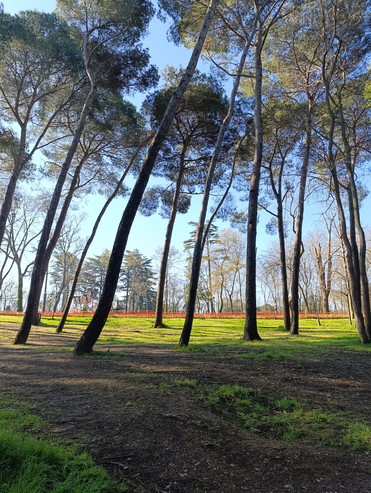 Leaning trees documented in grove near Sarıyer, Turkey