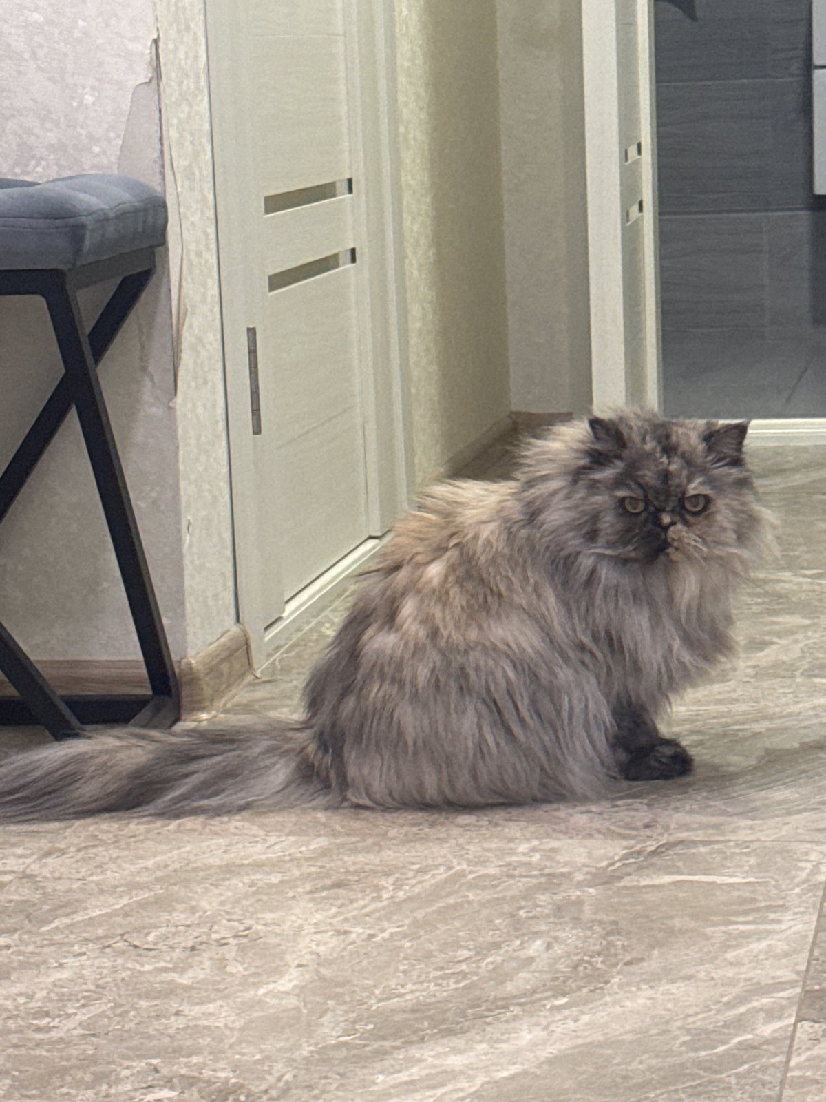 Gray cat and restaurant scene captured in Izhevsk