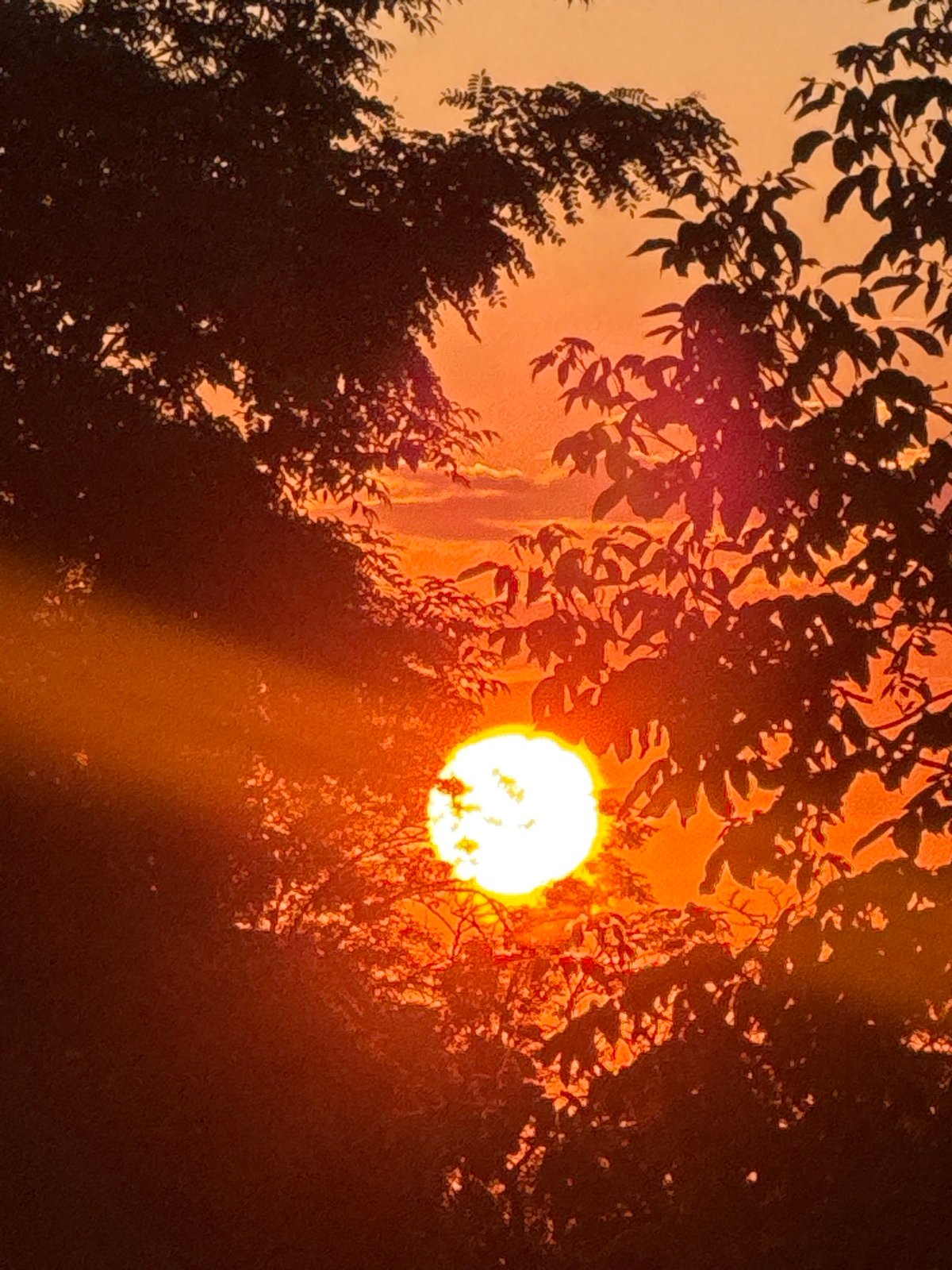 Sunset glows through tree silhouettes in rural Ukraine
