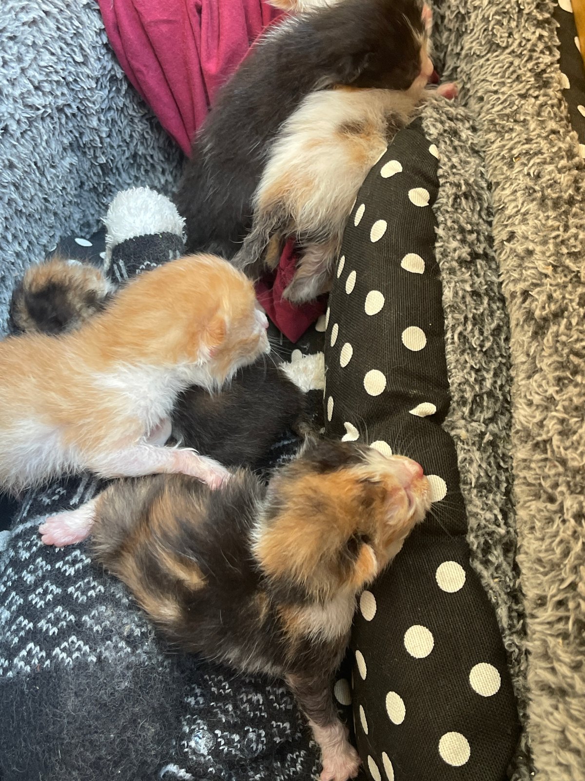 Newborn kittens, garden flowers, and beans in Karlovo