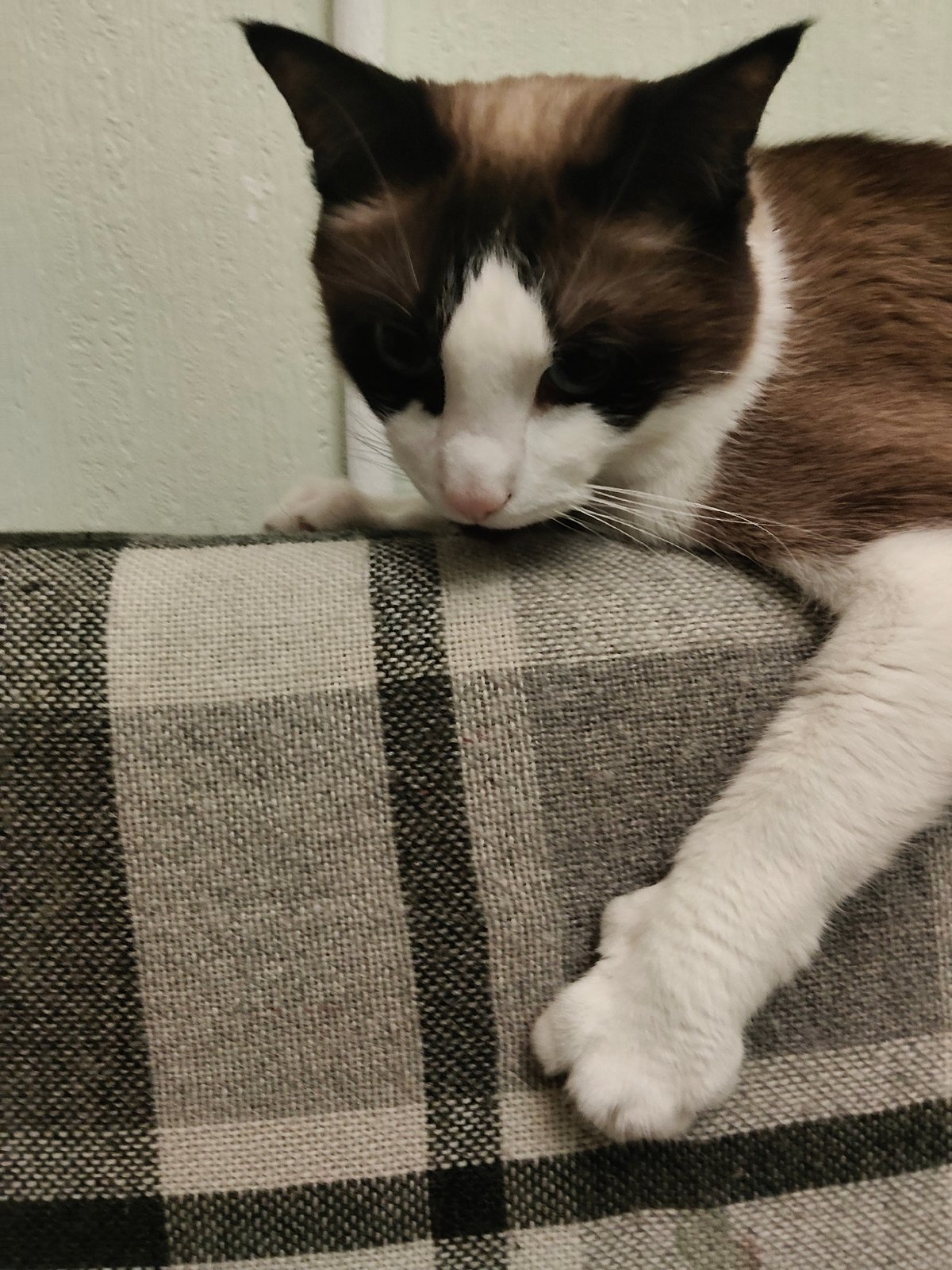 Cat rests on plaid surface in Saint Petersburg