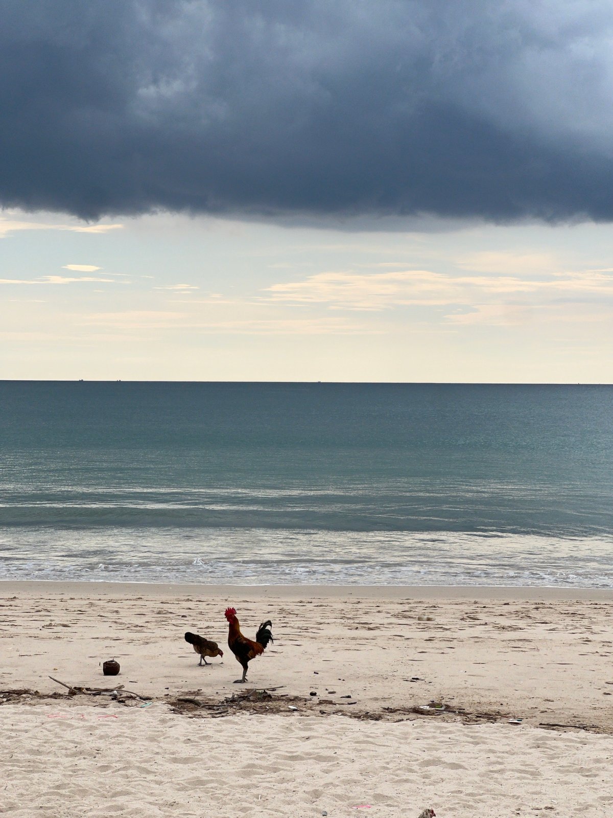 Beach scenes with chickens, beachgoer, stormy weather documented