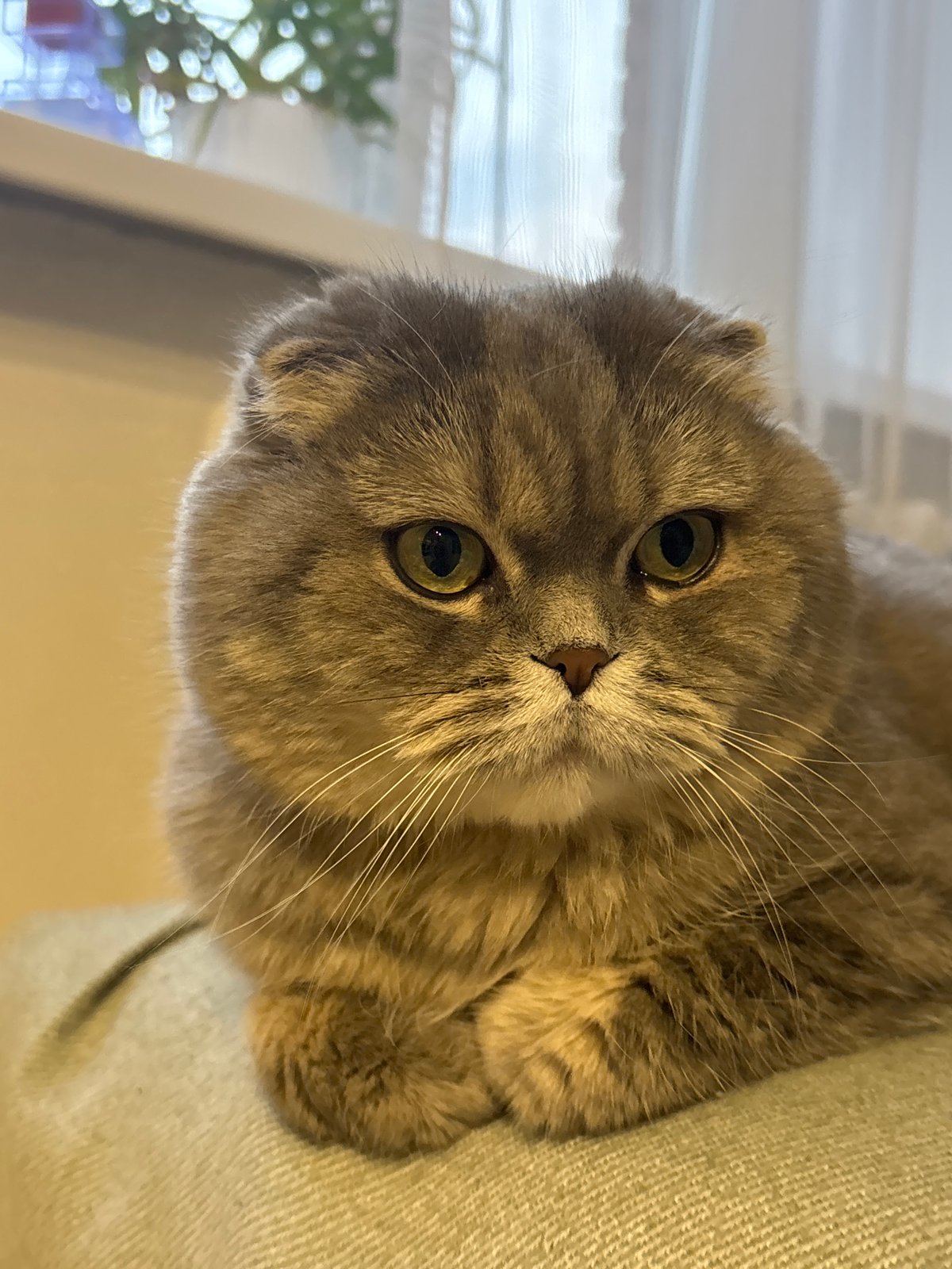 Cat photos and casual moments captured in Chaikovsky, Russia