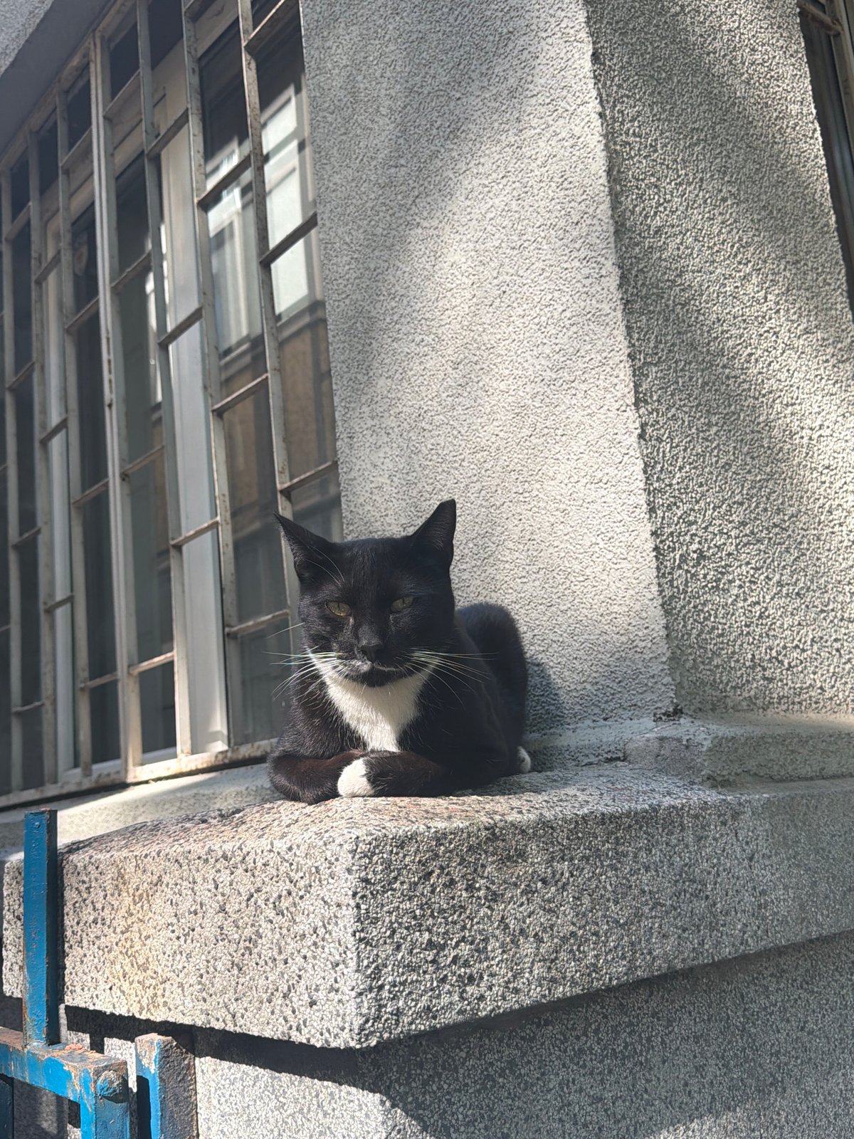 Cat and Cathedral: Quiet afternoon moments in Sofia