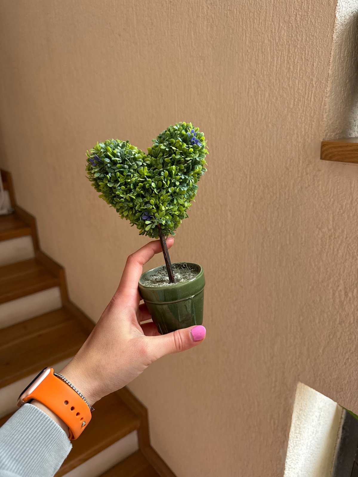 Person holds small flowering plant upside down in Sofia