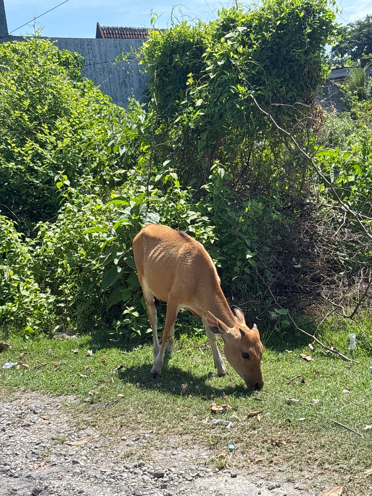 Calf grazes peacefully in rural Kuta Selatan countryside