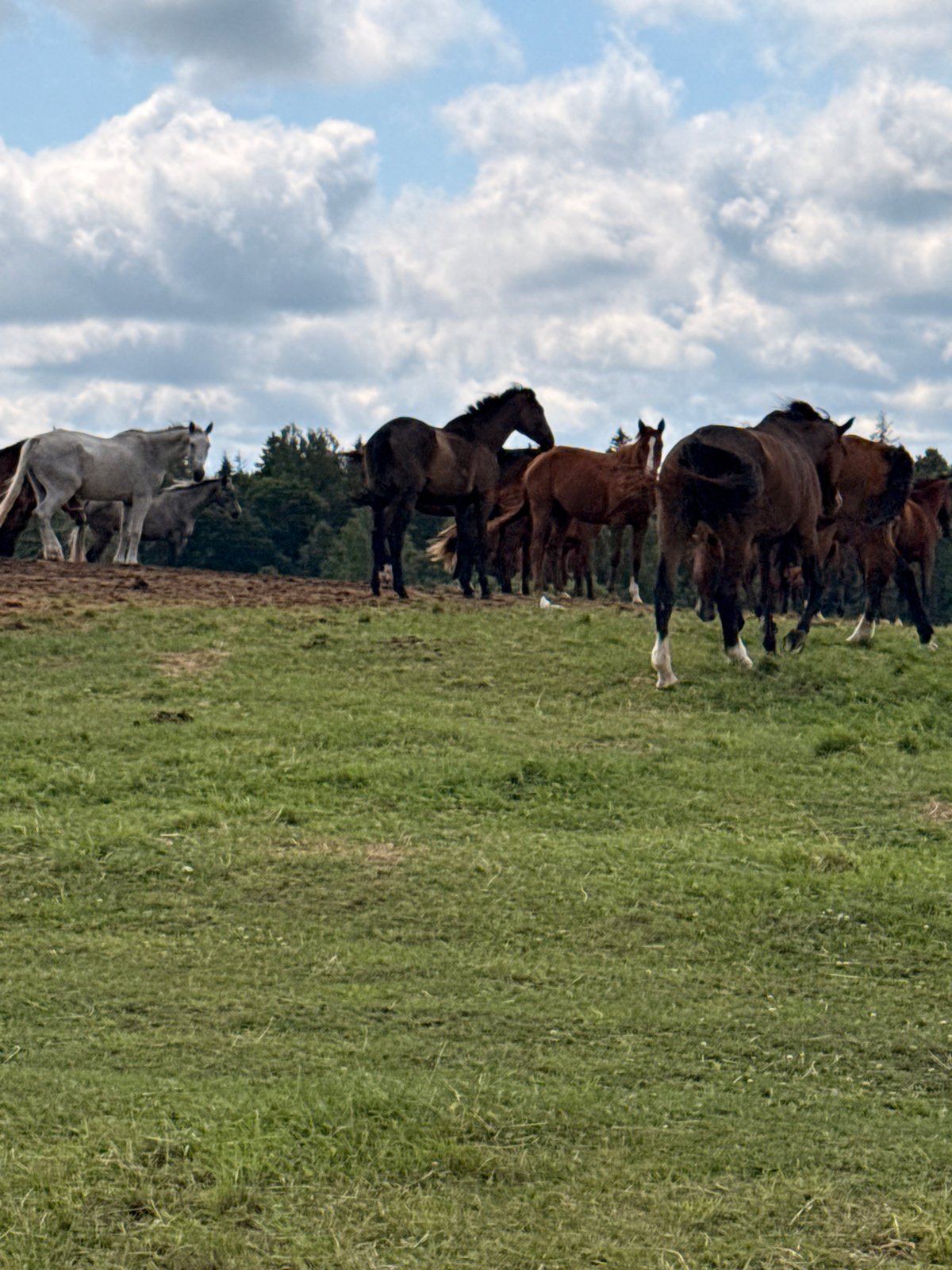 Rural Lithuanian property: horses, dogs, and rustic interiors