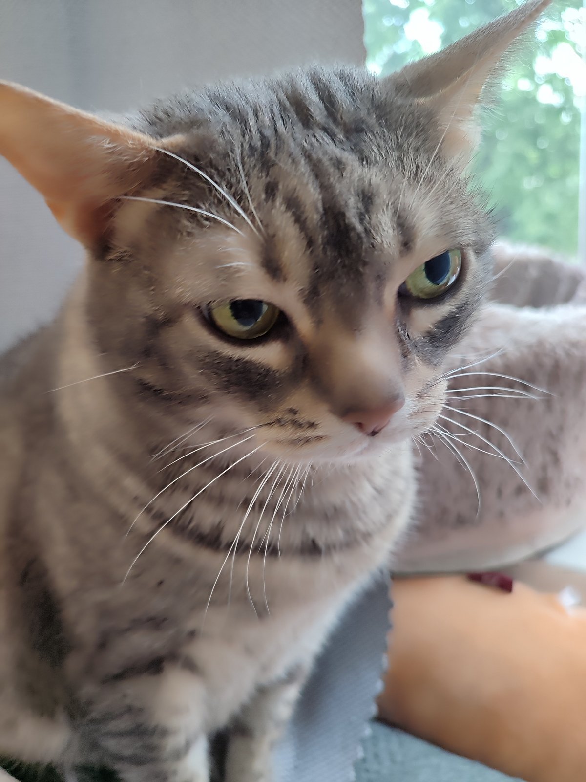 Grey tabby cat at home in Saint Petersburg, July morning