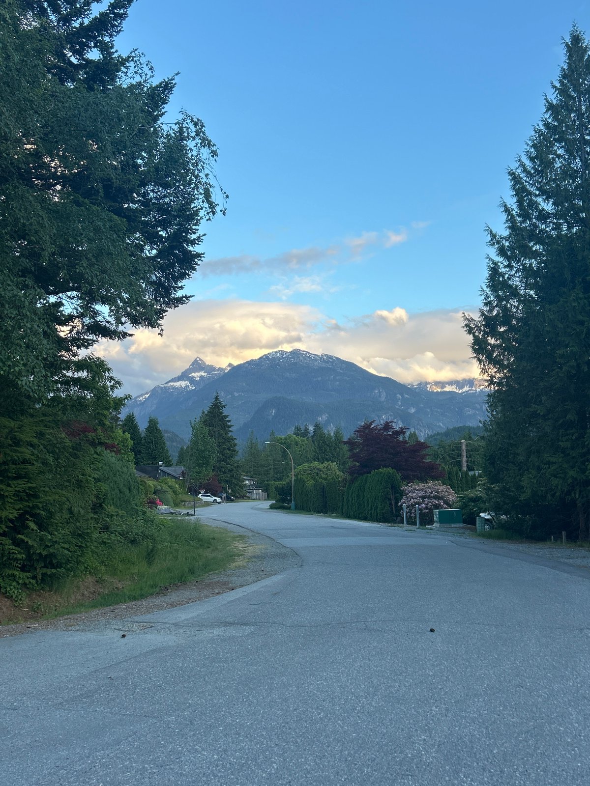 Early morning dog play session on Canadian mountain road