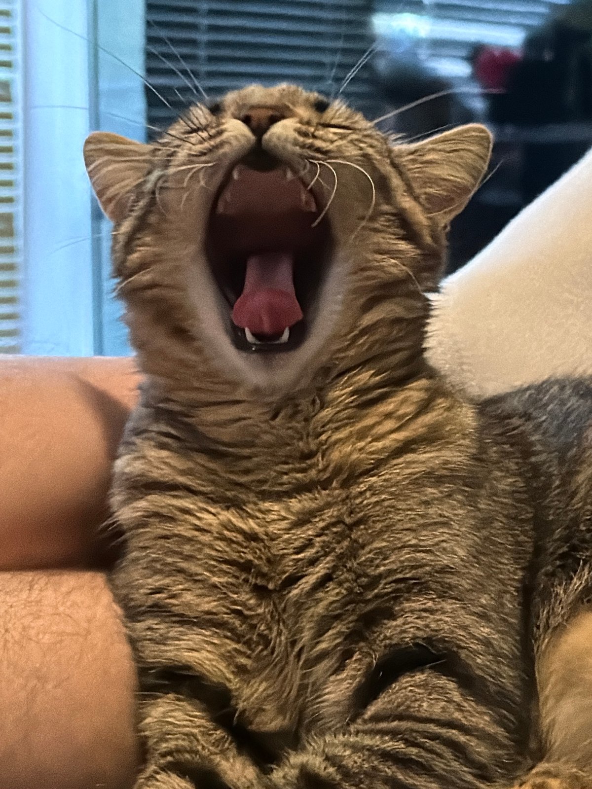 Tabby cat yawning deeply while lounging on a lap
