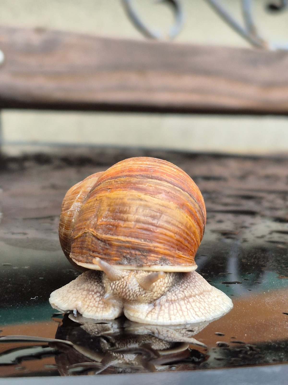 Macro photography session focused on snails in damp outdoor settings