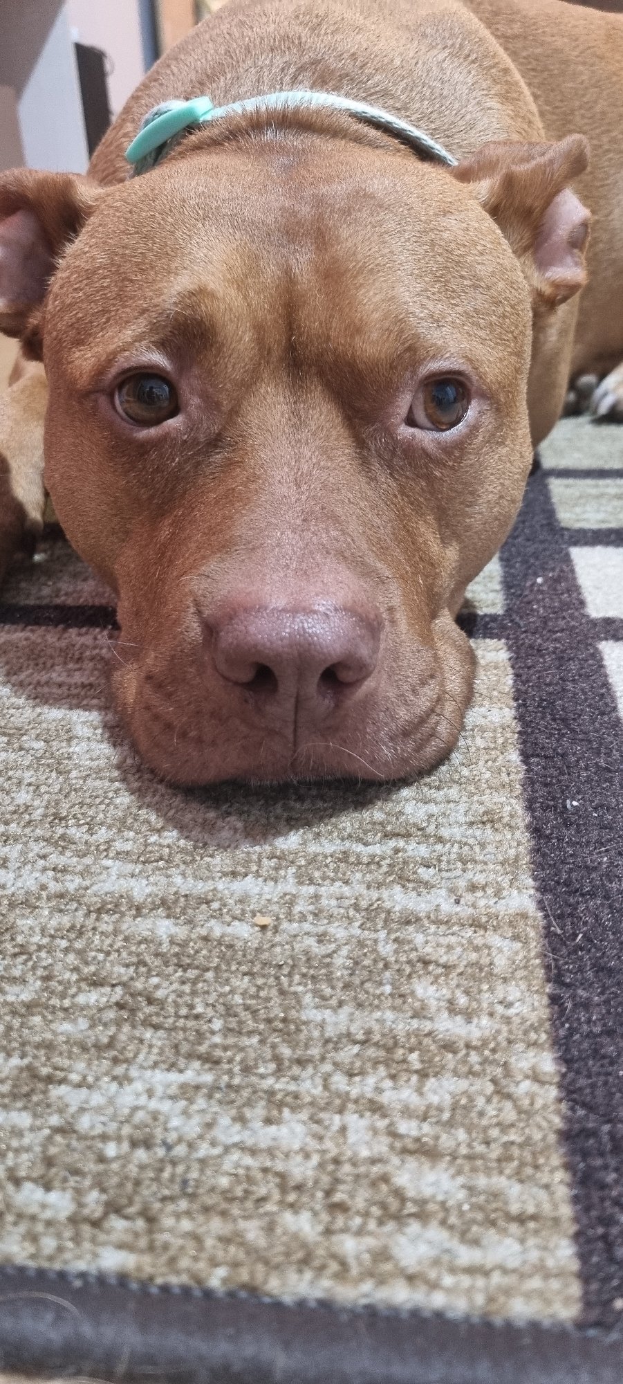 Brown pit bull photographed resting indoors during evening hours