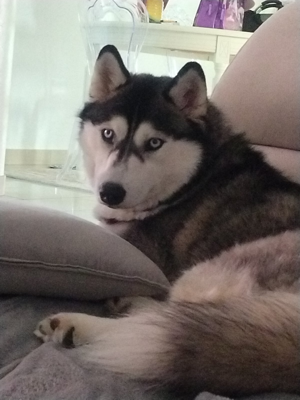 Lazy Saturday at home with a husky and houseplants