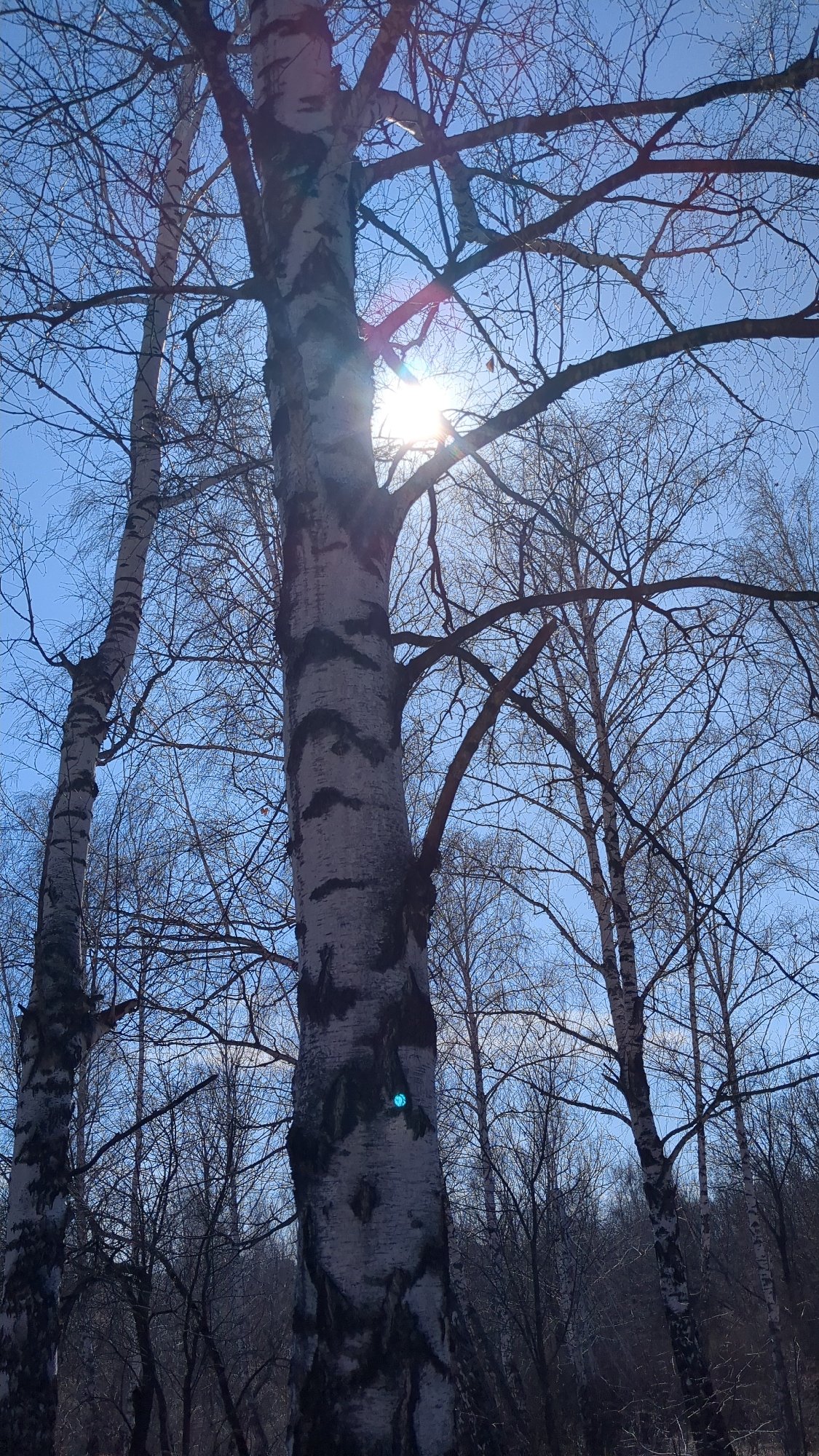 Spring walking tour documented through Ulyanovsk parks and groves