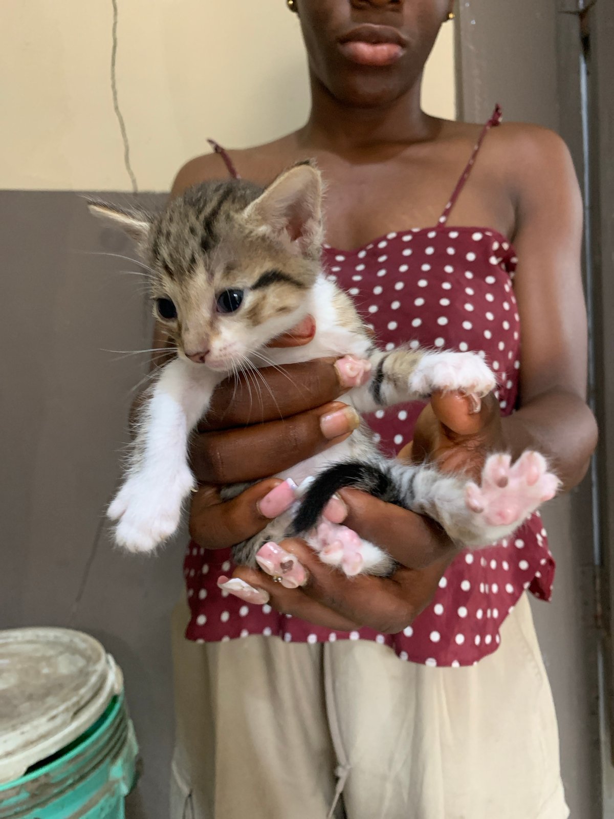 Tabby kittens and a cat at home in Iju, Nigeria