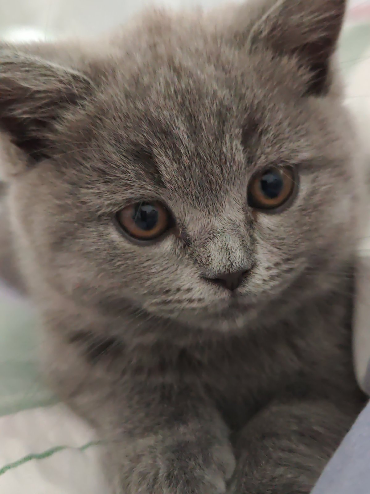 Grey kitten's curious gaze, close up in Simferopol