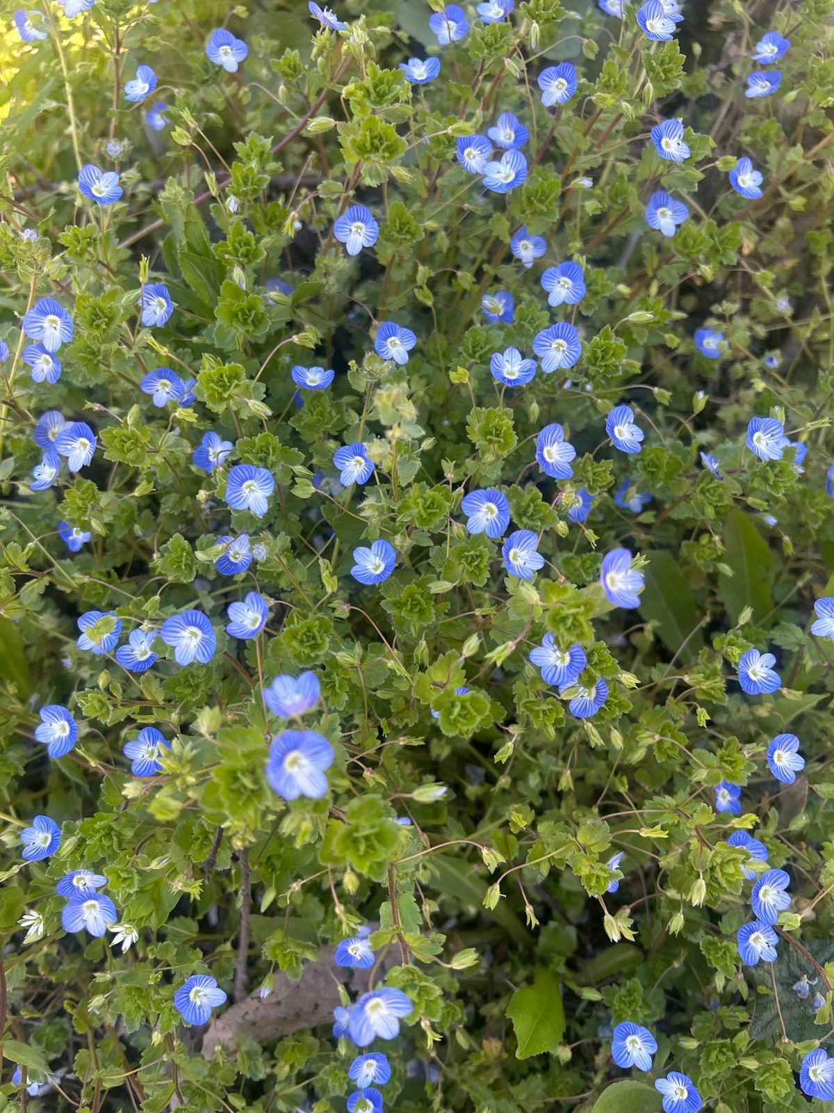 Dog spotted near blue flowers on pathway