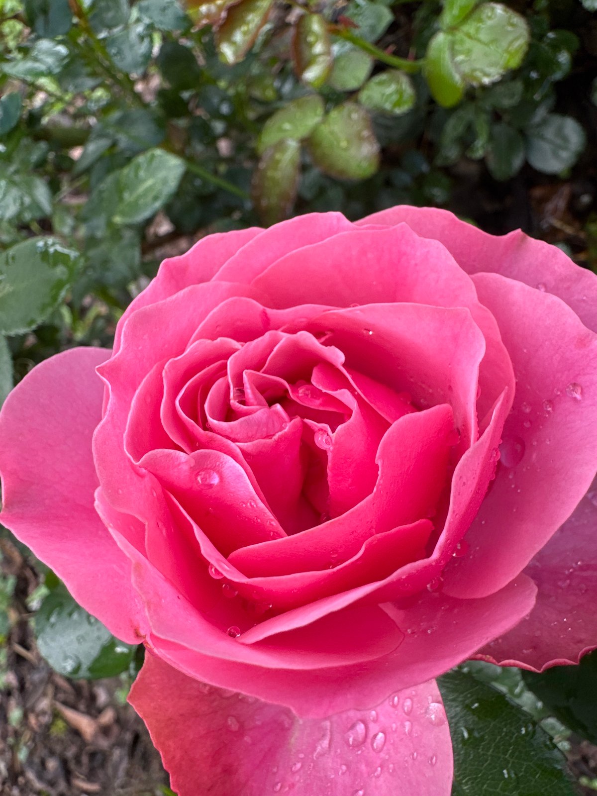 Roses, a Siamese cat, and summer skies in a Russian garden
