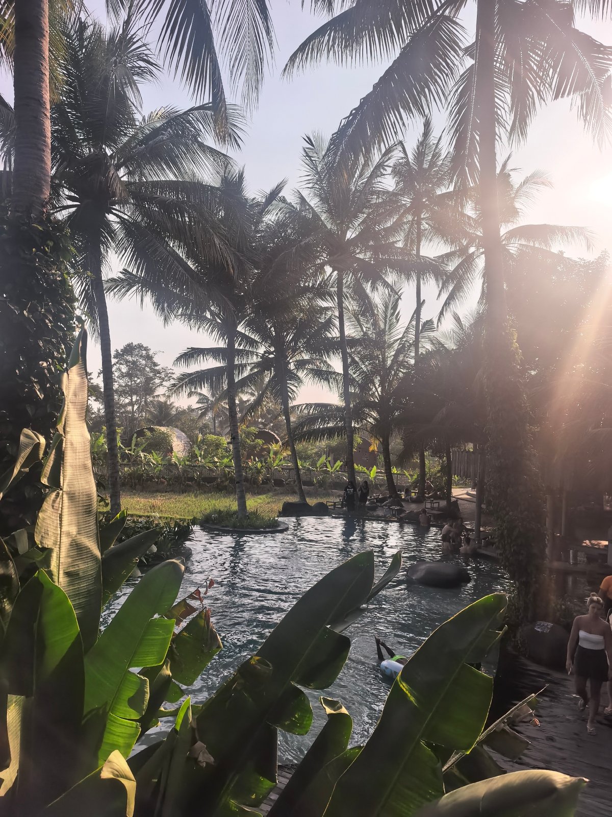 Tropical resort grounds in Ubud, pool and palm trees
