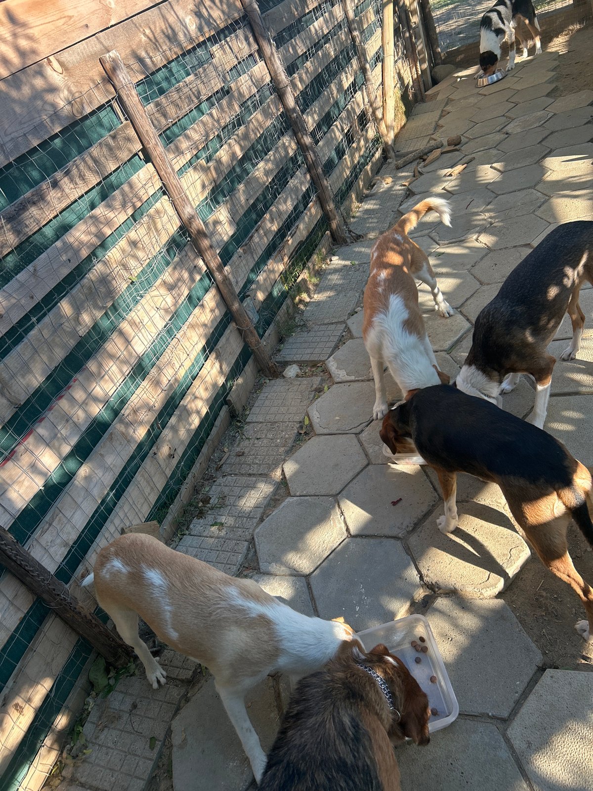 Dogs loitering on a sunny morning in Polenitsa, Bulgaria