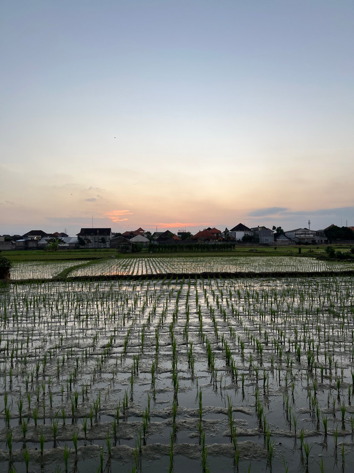 Morning scenes from Mengwi rice paddies and village life