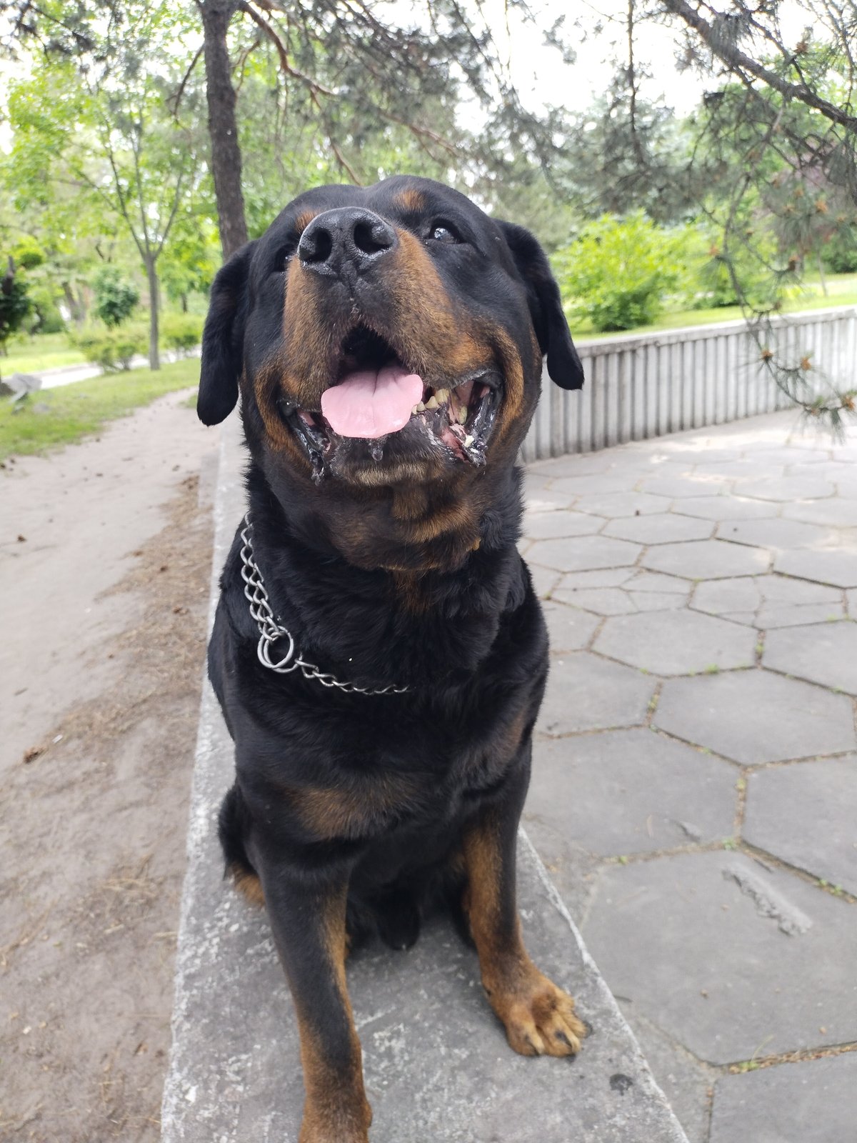 Woman documents park outing with Rottweiler in Ukraine