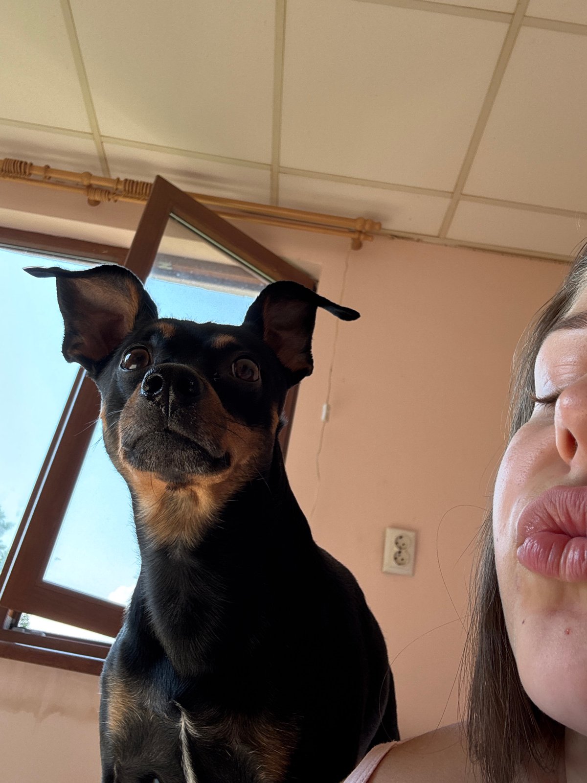 Selfie session with a miniature pinscher, various poses