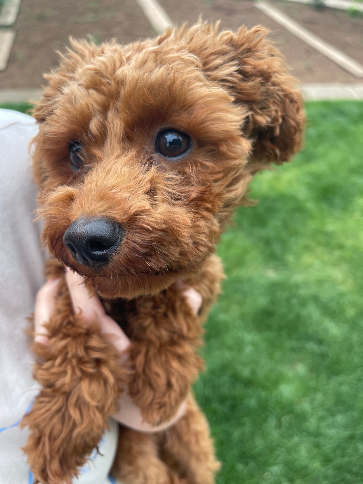 Sofia resident documents afternoon gardening session with pet poodle