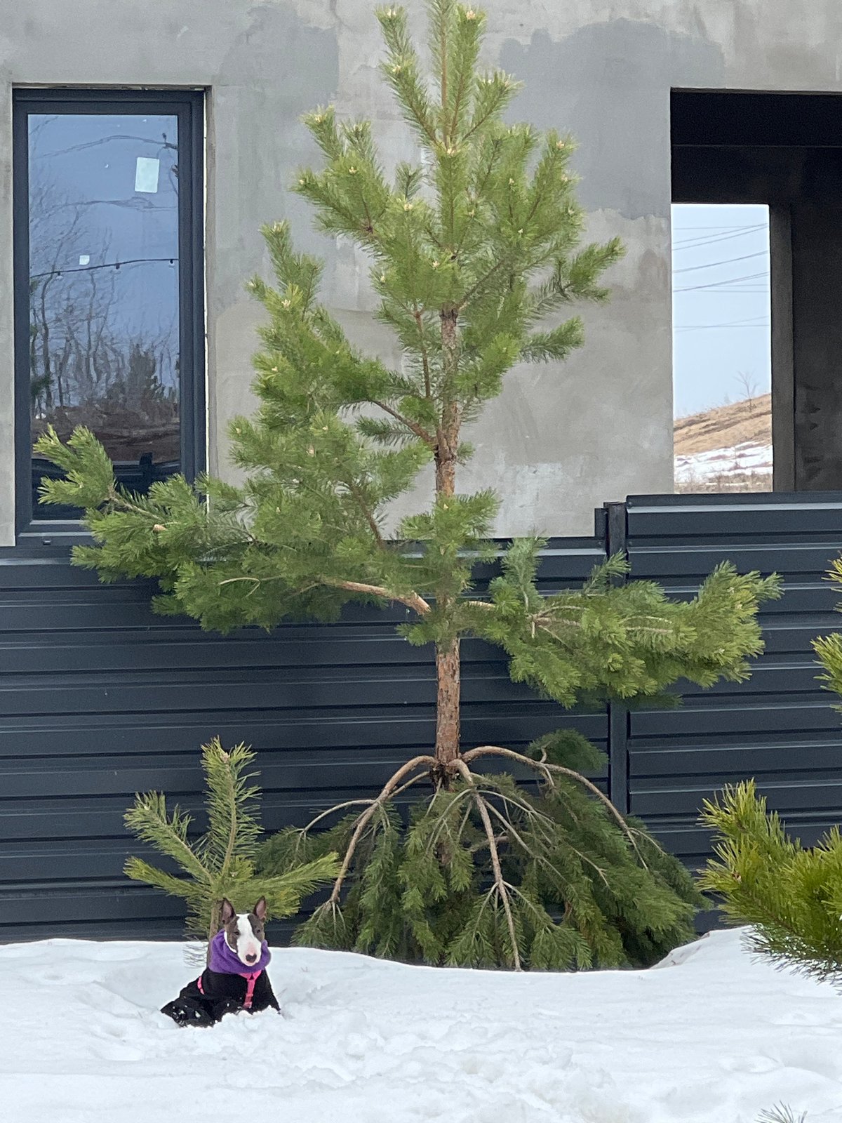 Dog in purple jacket spotted near pine tree in Izhevsk