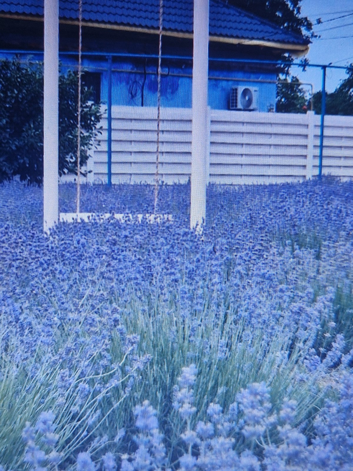 Lavender fields, poolside sunsets, and city skylines in Kyiv