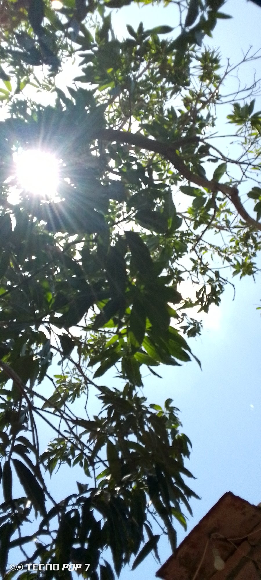 Unknown photographer documents tree canopy views in Altagracia, Venezuela