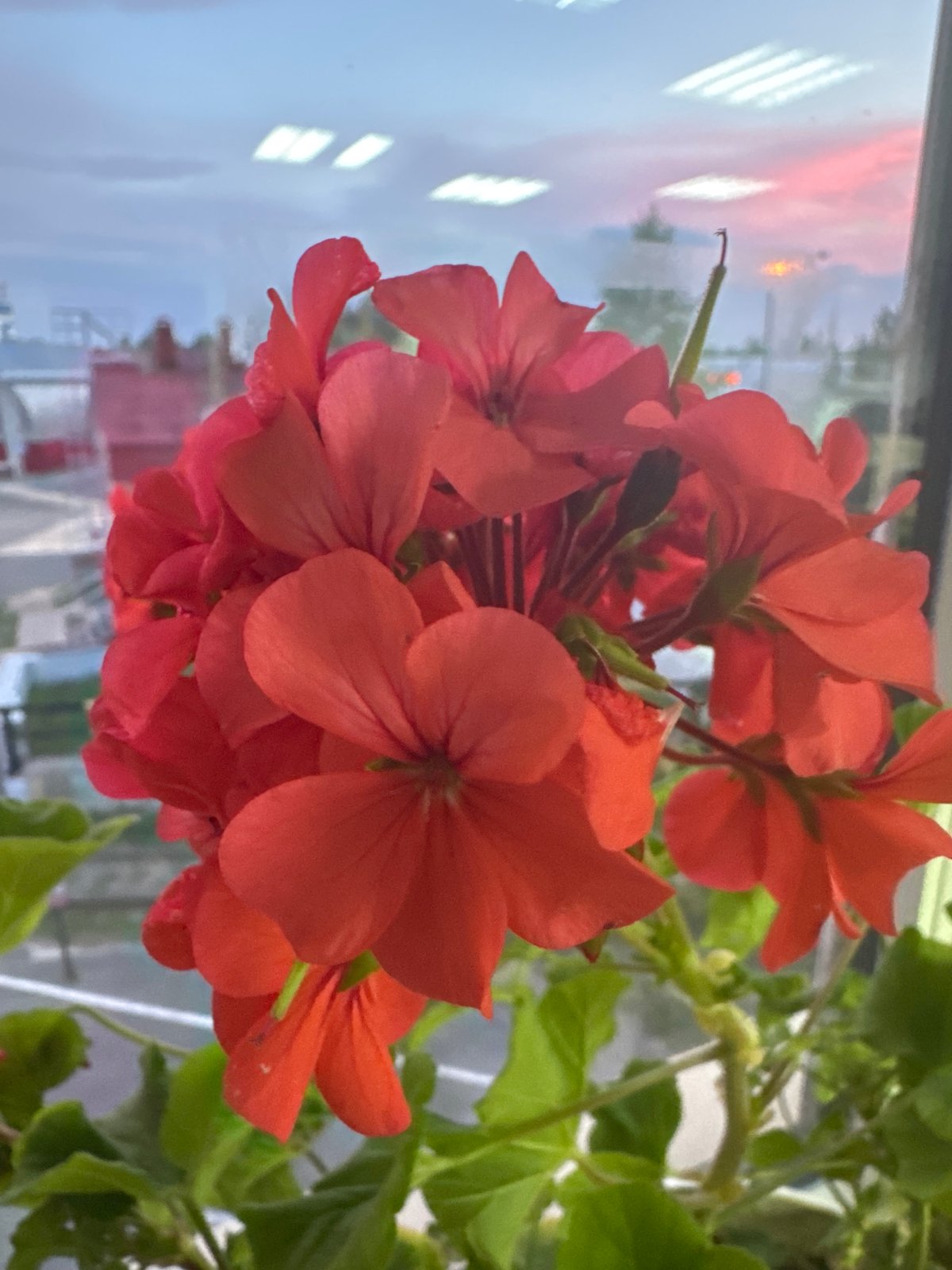 Close-up tour of a colorful indoor plant collection in Bely Yar