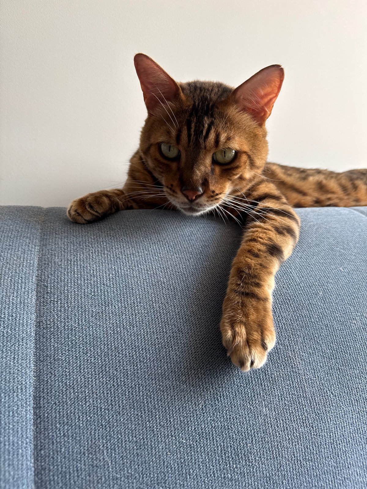 Bengal cat antics and Sochi street life on a June morning