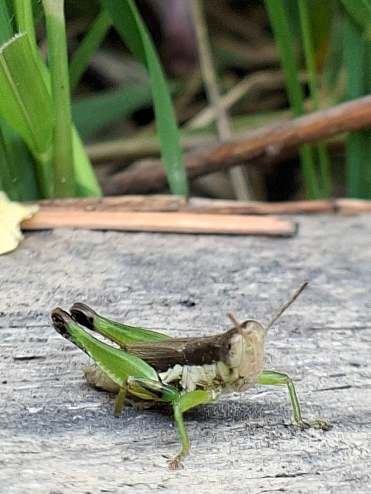 Morning macro photography session captures insects, flora in Kutaglumpang