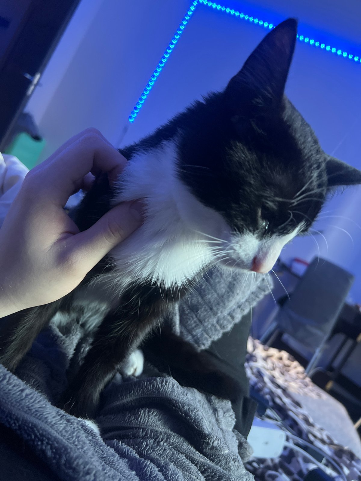 Early morning cat photography session in Saint Petersburg apartment