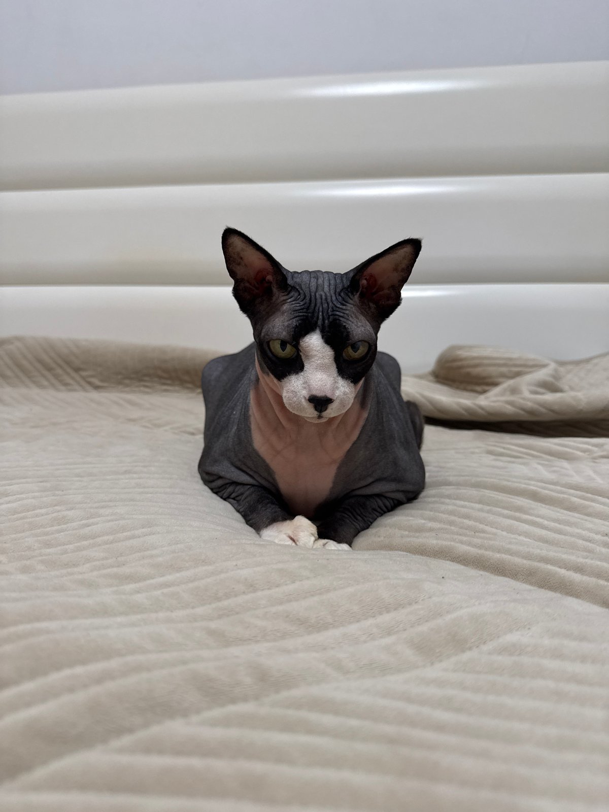 Woman plays with Sphynx cat on bed in Netanya