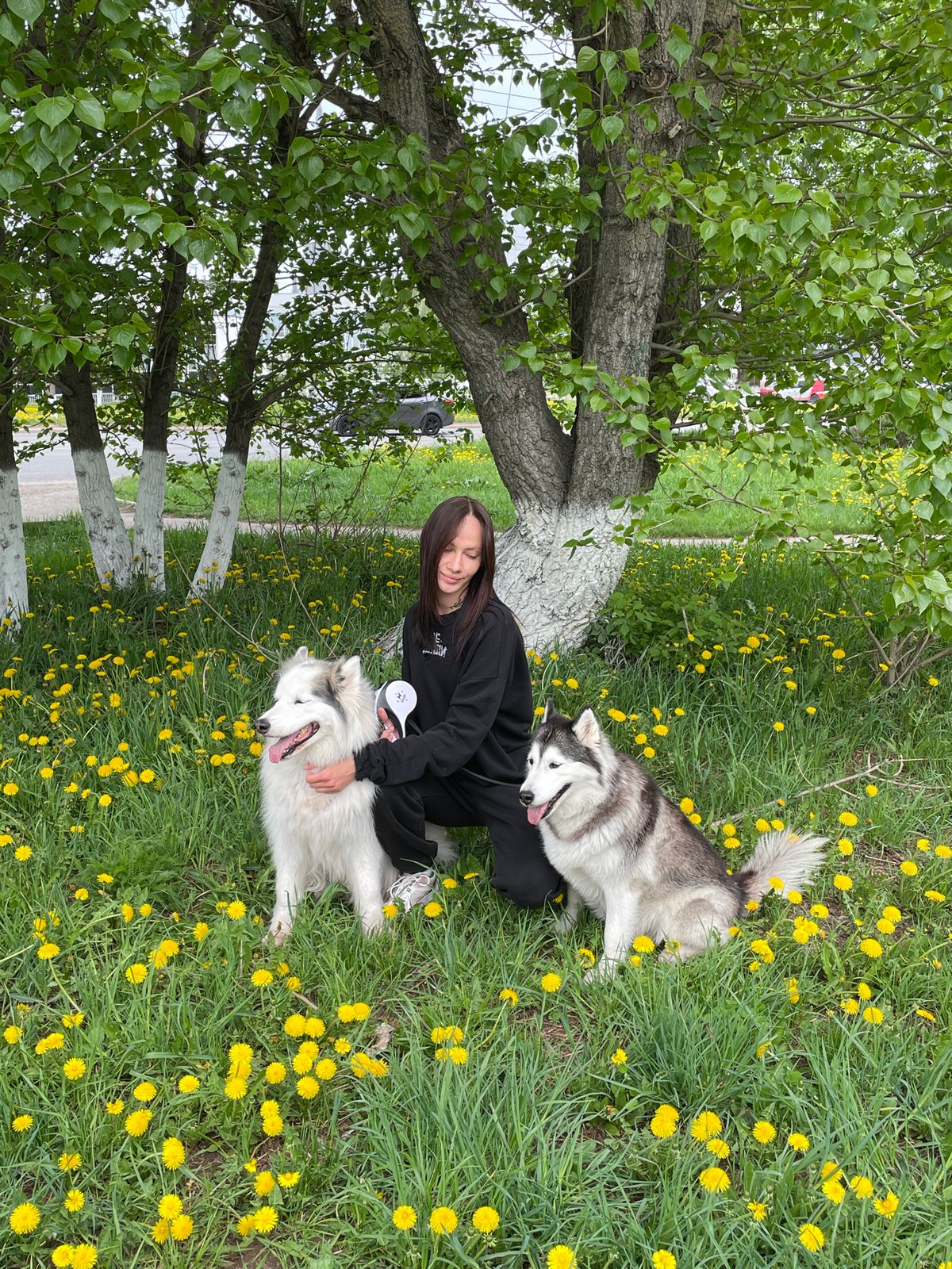Woman poses with huskies in dandelion field, Izhevsk park