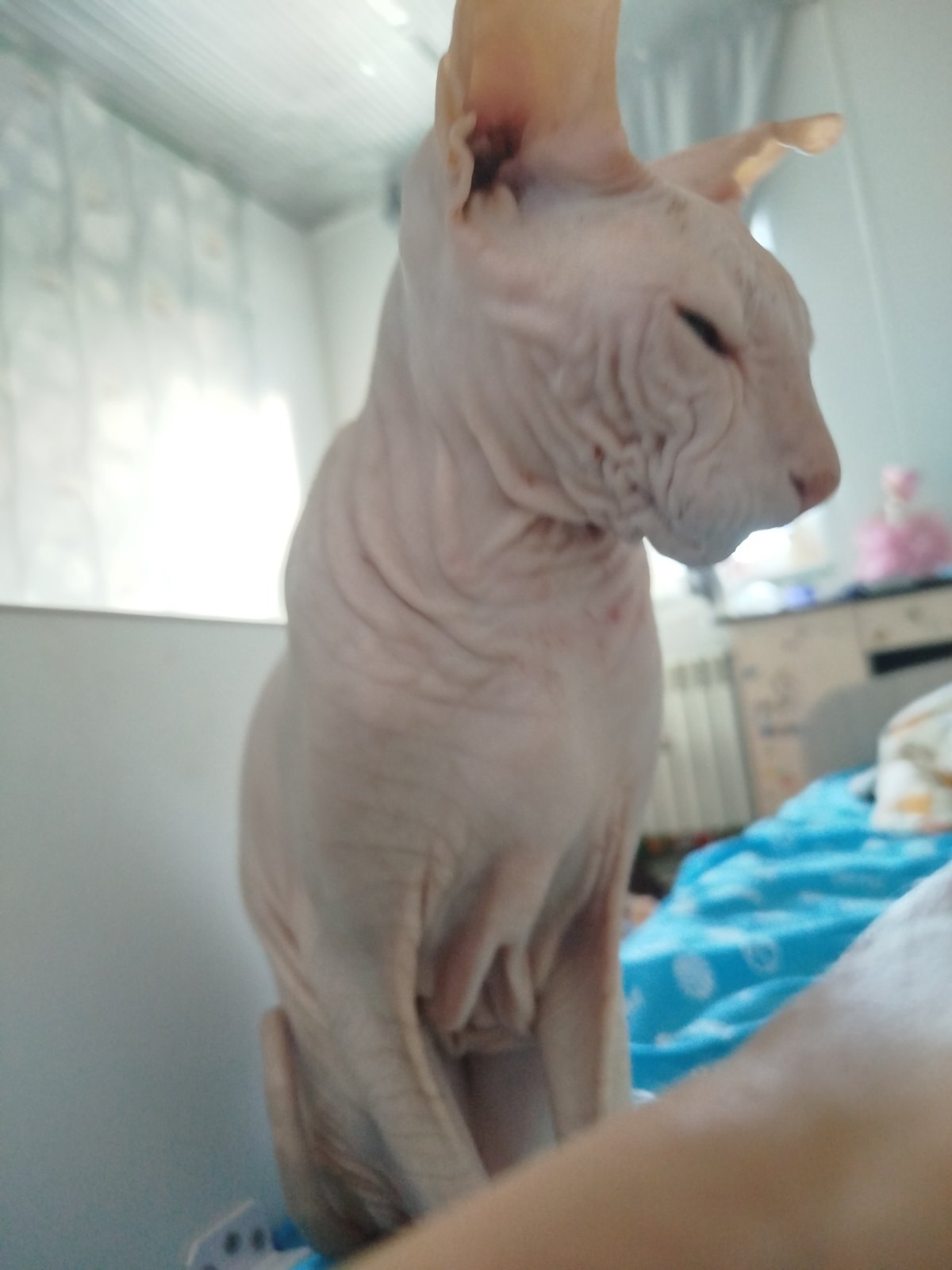 Sphynx cats, a curious kid, and quiet home life in Zavodoukovsk