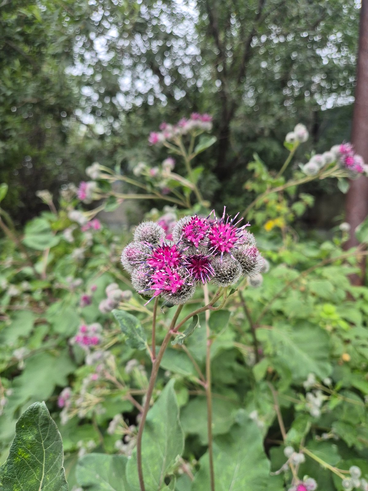 Wildflowers in bloom, Nizhnevartovsk summer