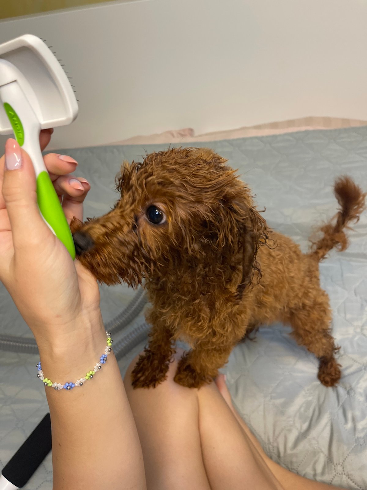 Morning routine with poodle puppy documented in Sofia